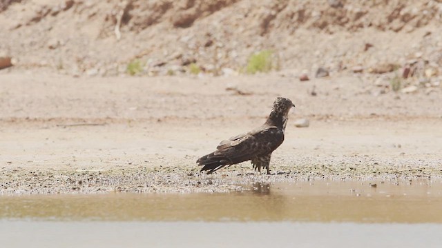 European Honey-buzzard - ML614799628