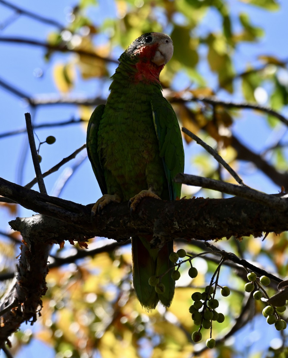 サクラボウシインコ（caymanensis／hesterna） - ML614799701