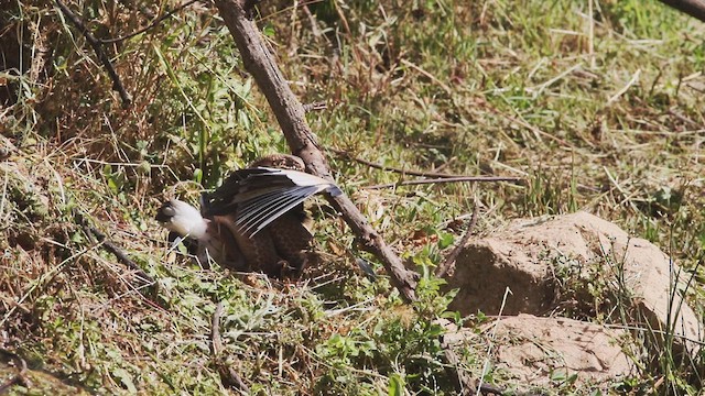 Little Bittern - ML614799713