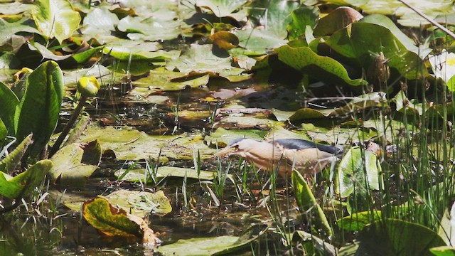 Little Bittern - ML614799714