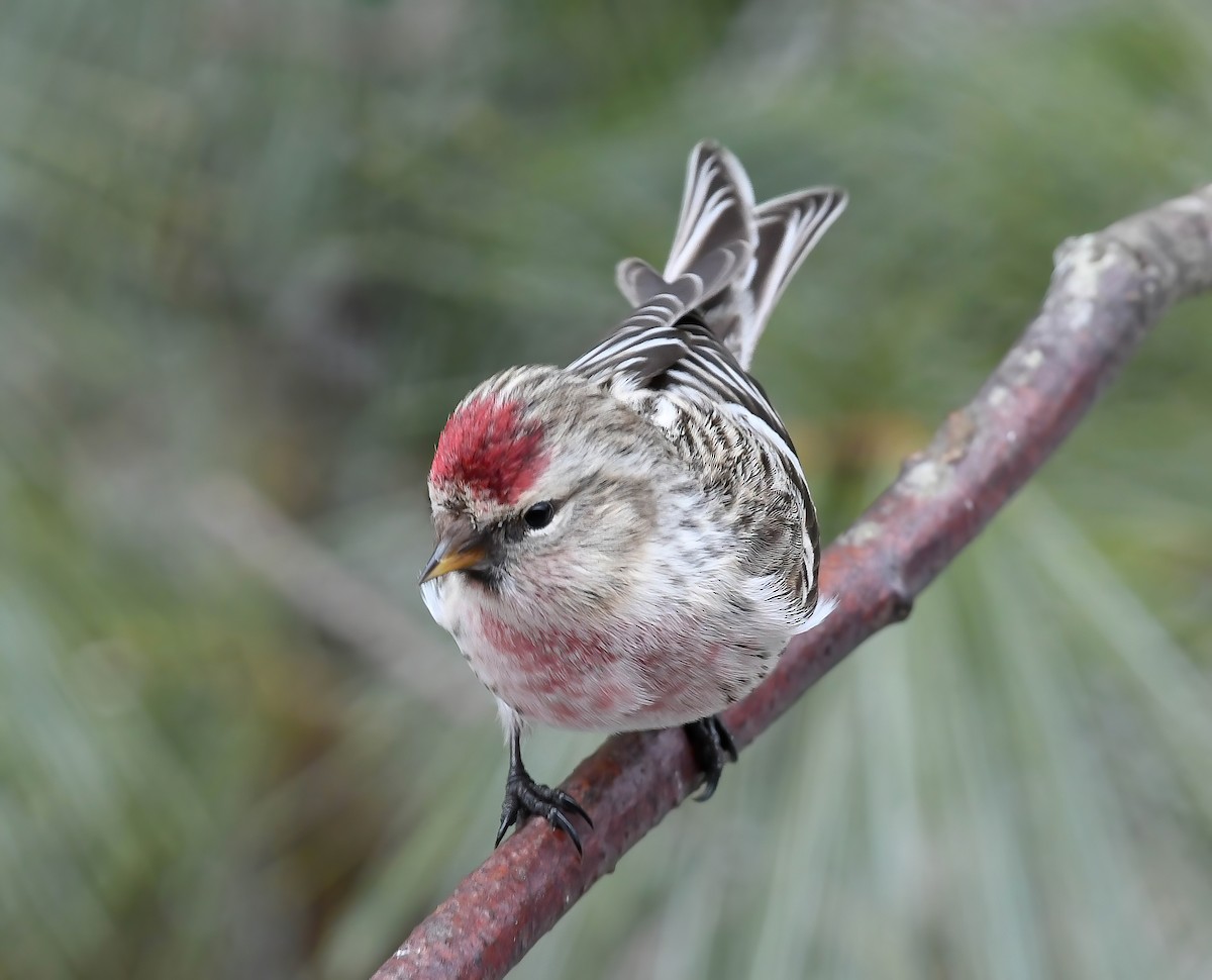 Hoary Redpoll - ML614799756