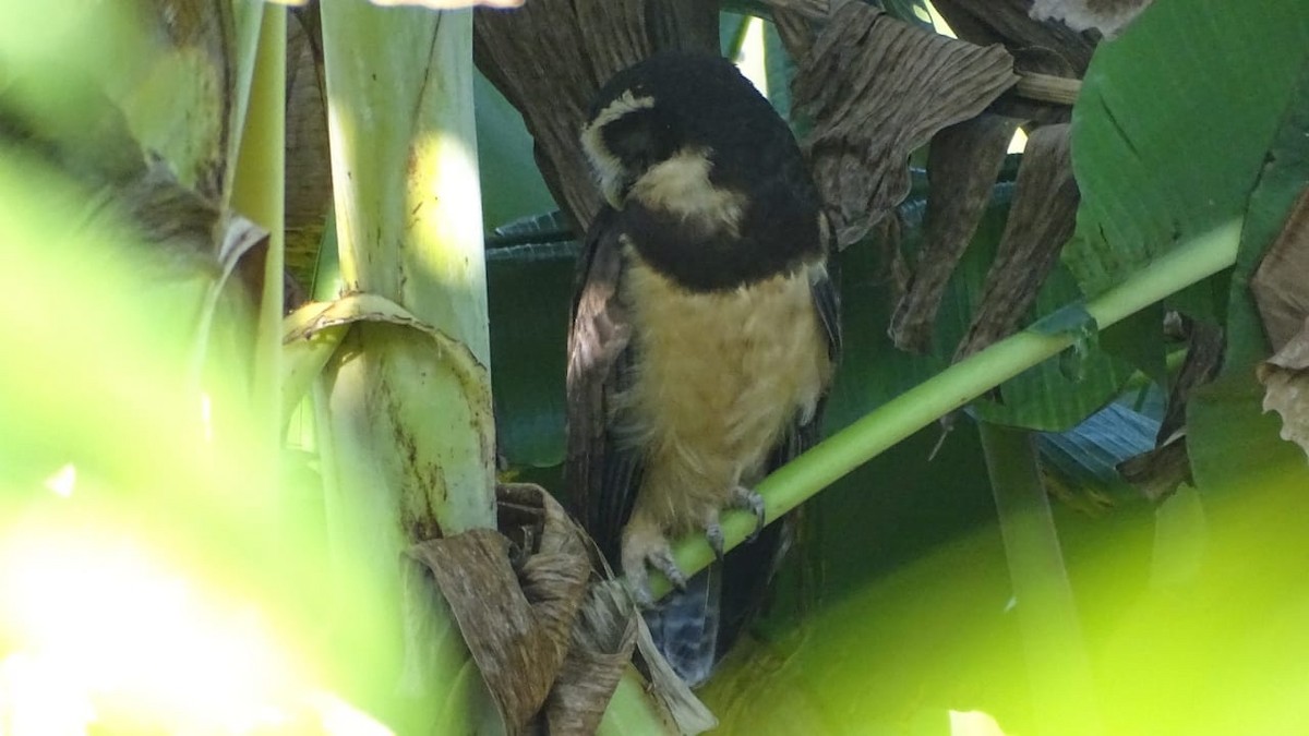 Spectacled Owl - ML614799759