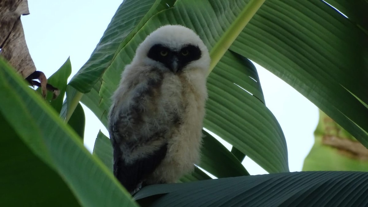 Spectacled Owl - ML614799760
