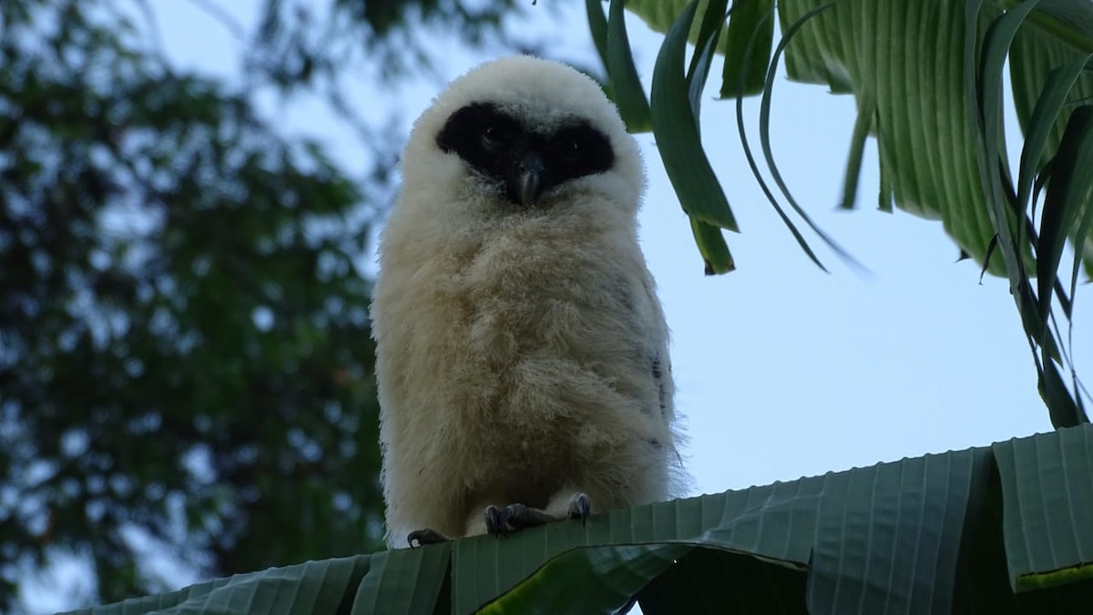 Spectacled Owl - ML614799763