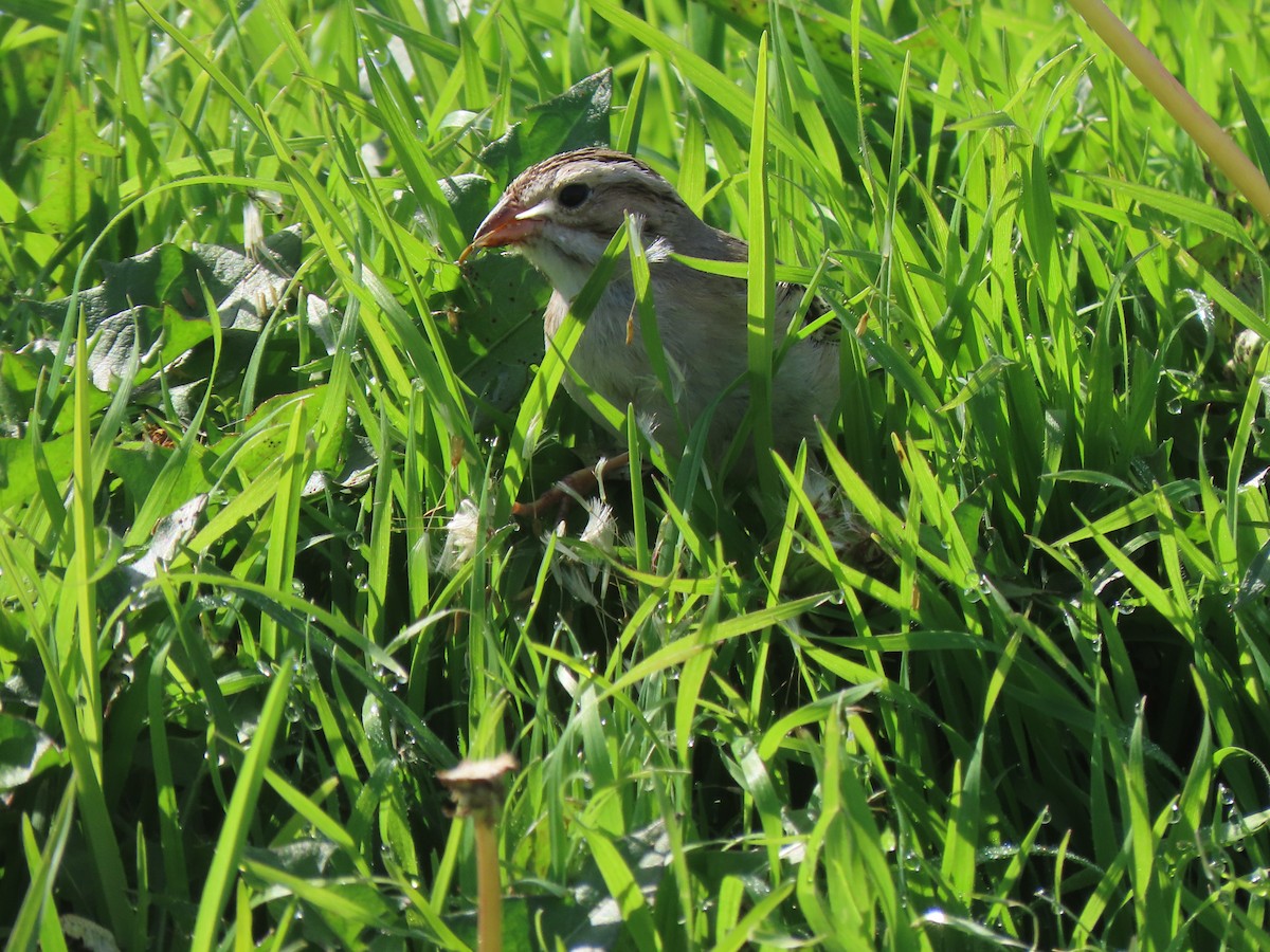 Clay-colored Sparrow - ML614799846