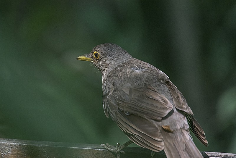 Rufous-bellied Thrush - lucas krasmanski