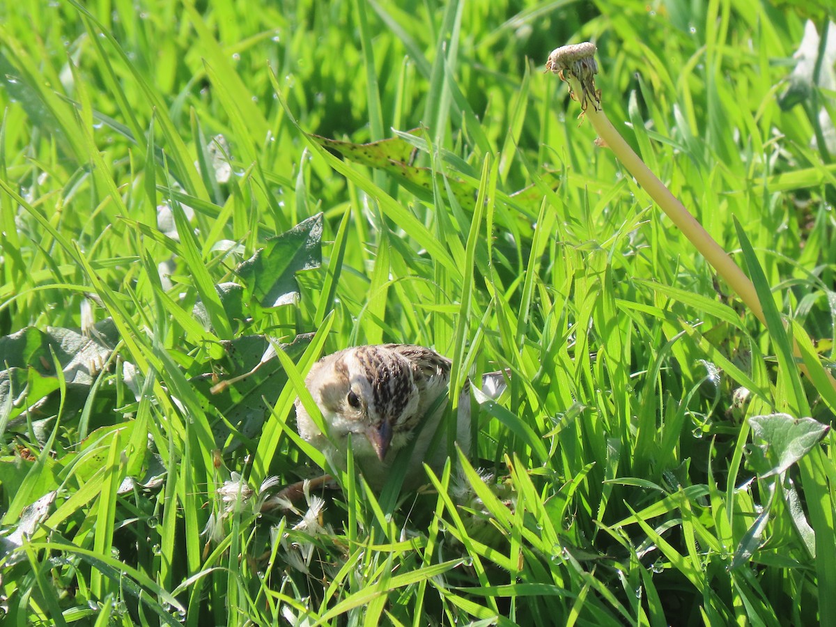 Clay-colored Sparrow - ML614799849