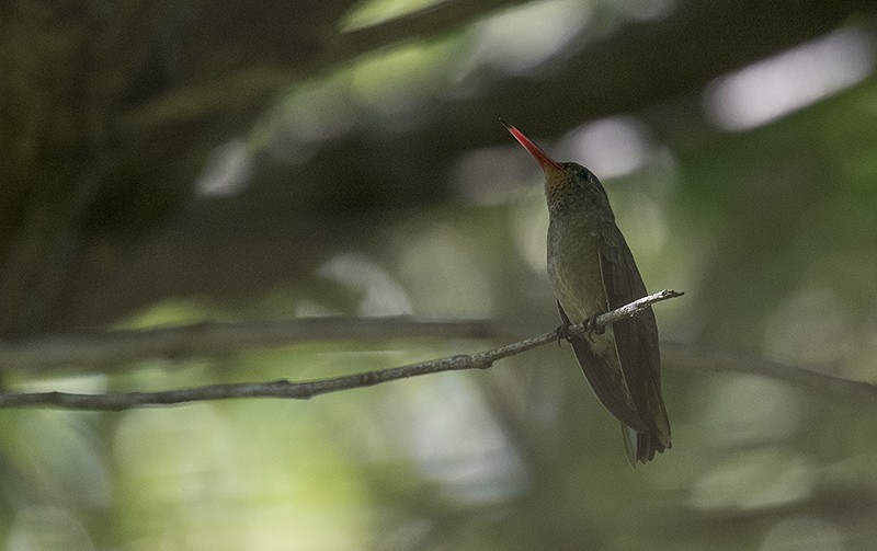 Gilded Hummingbird - ML614799865