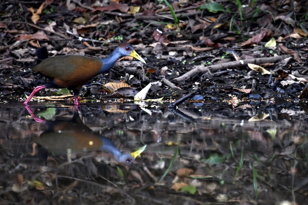 Russet-naped Wood-Rail - ML614799952