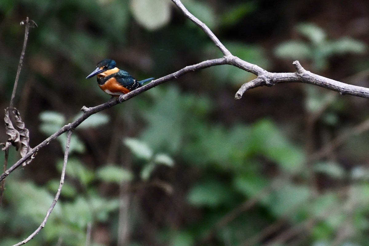 American Pygmy Kingfisher - ML614799973