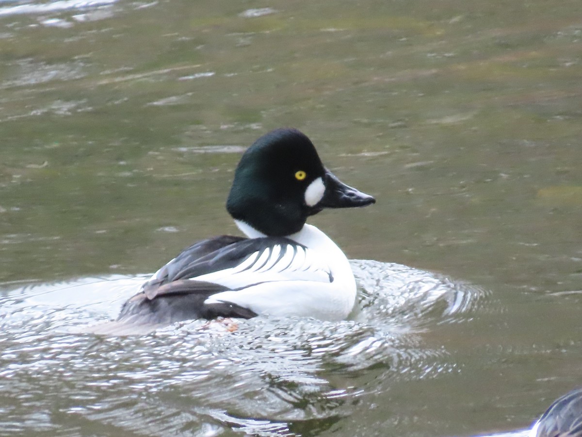 Common Goldeneye - ML614799976