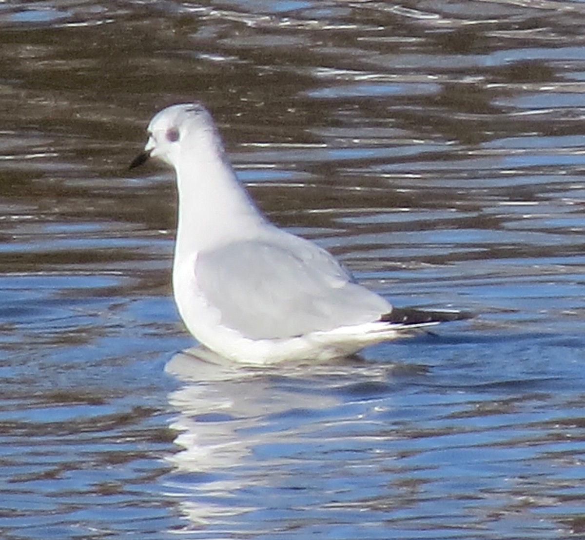 Mouette de Bonaparte - ML614799982