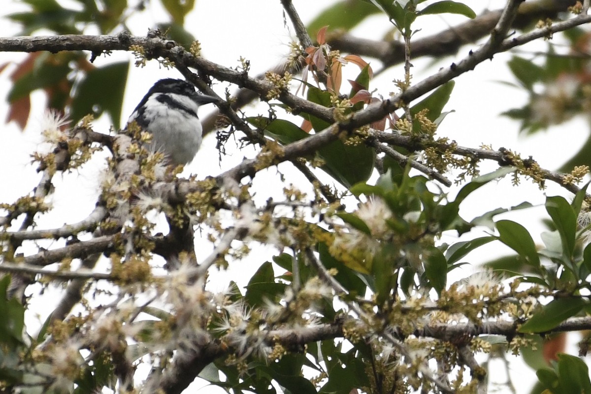 Pied Puffbird - ML614799985