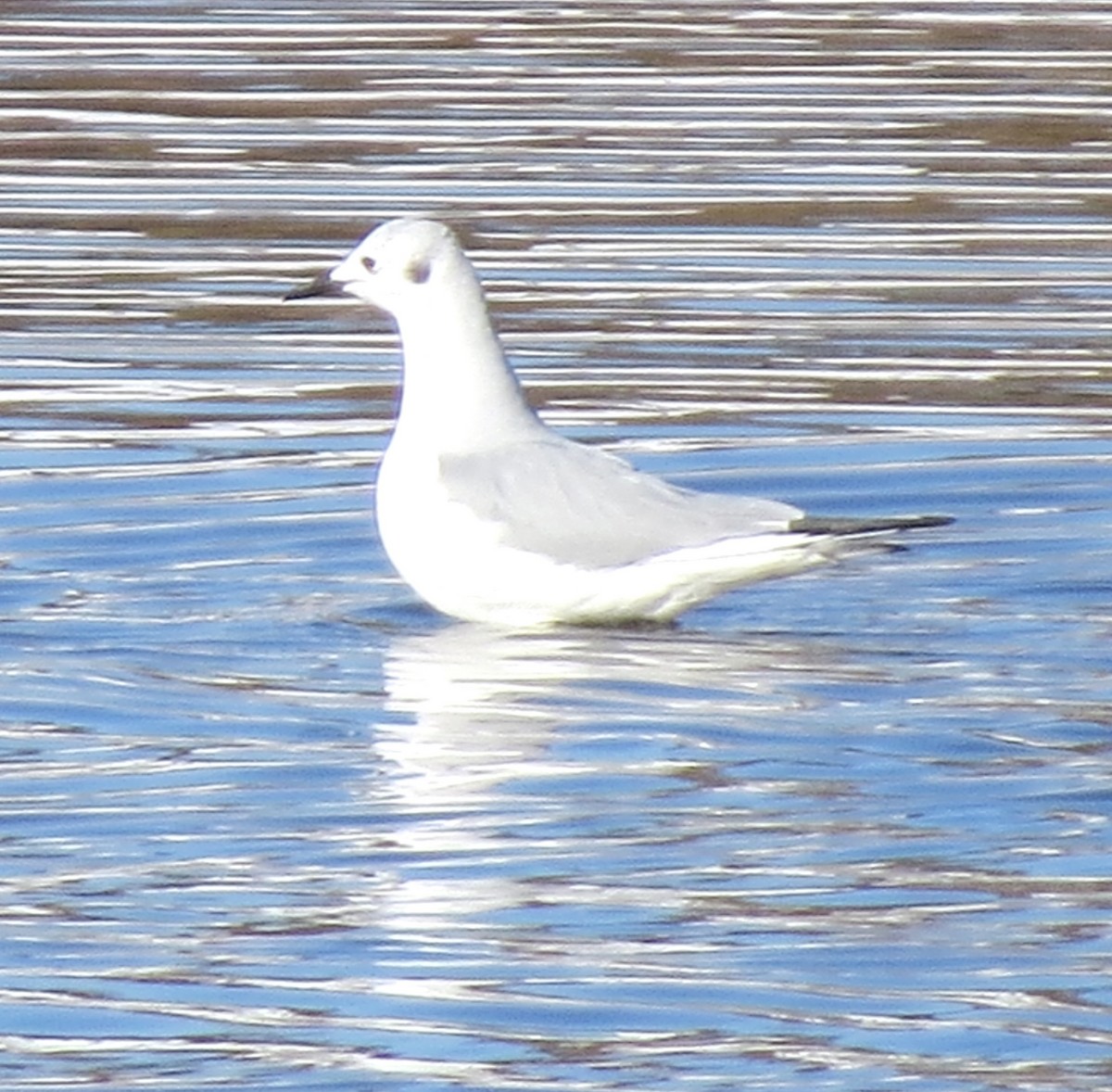 Bonaparte's Gull - ML614799990