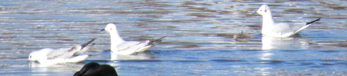 Bonaparte's Gull - ML614799996