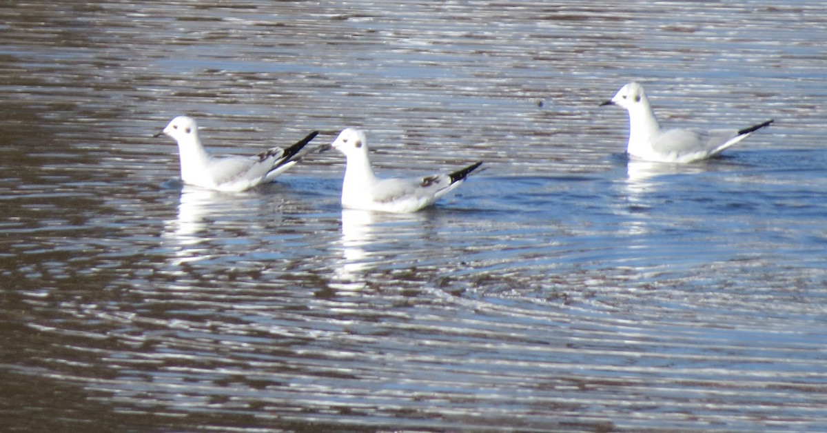 Gaviota de Bonaparte - ML614800001