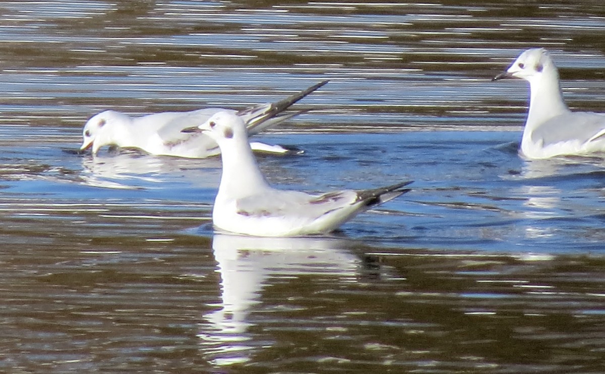 Mouette de Bonaparte - ML614800022