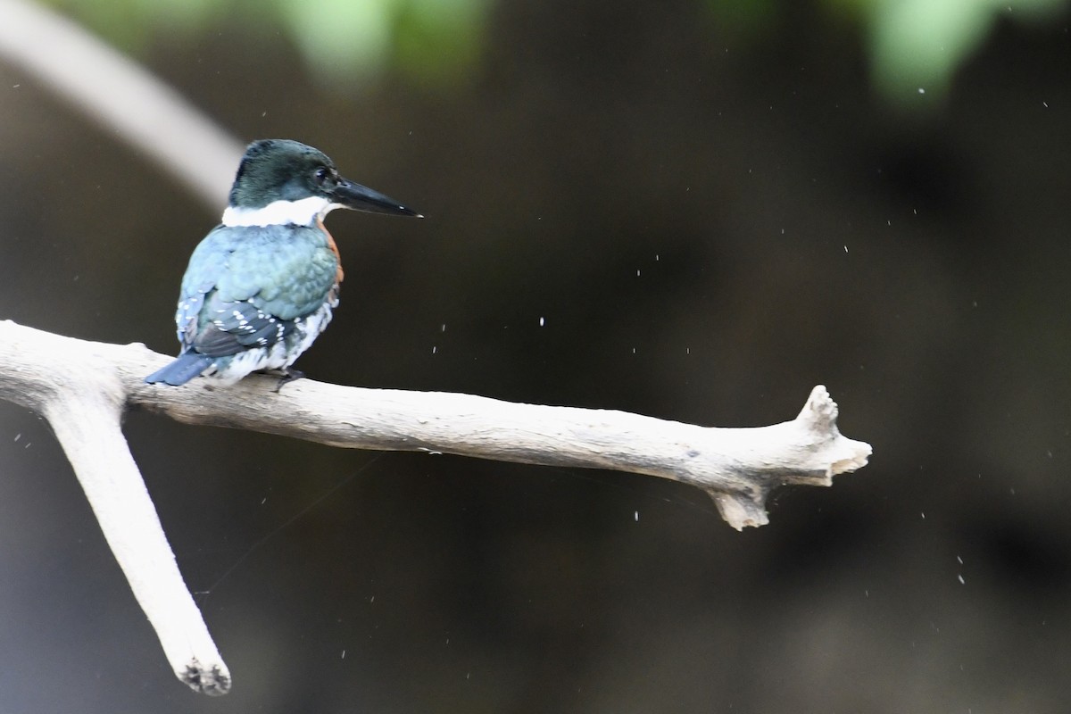 Green Kingfisher - ML614800037