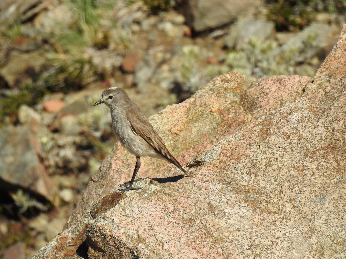 Ochre-naped Ground-Tyrant - Mariano Jalil Bueri