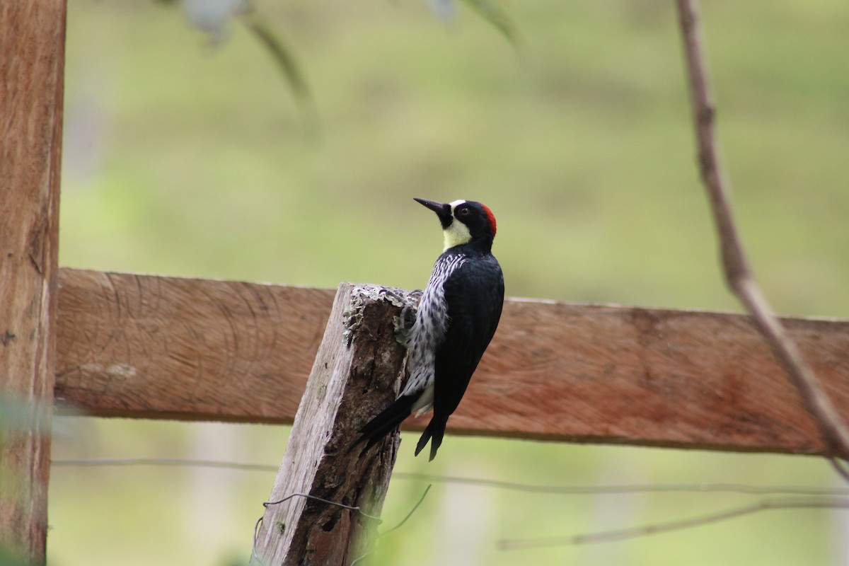 Acorn Woodpecker - ML614800081