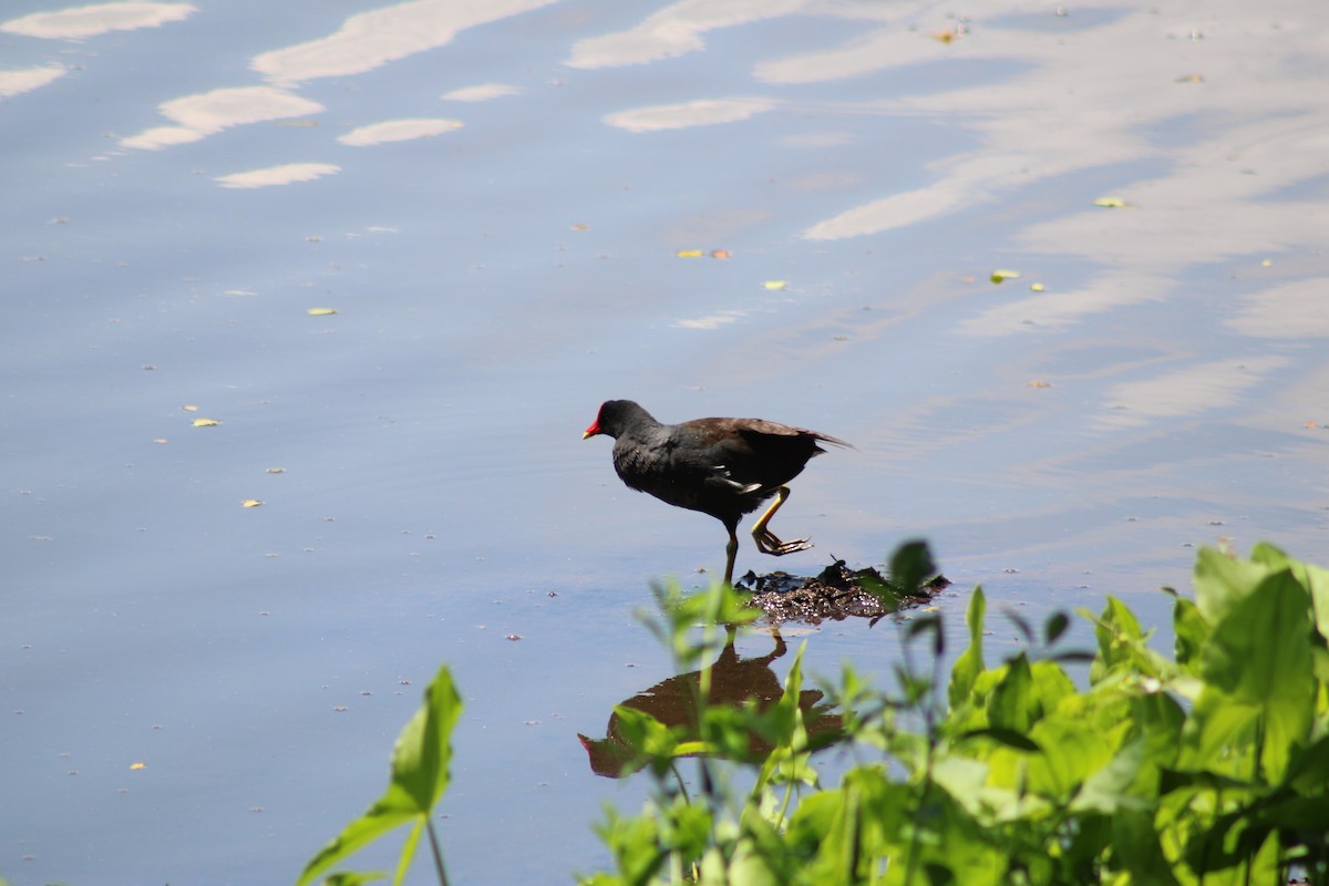 Common Gallinule - ML614800095