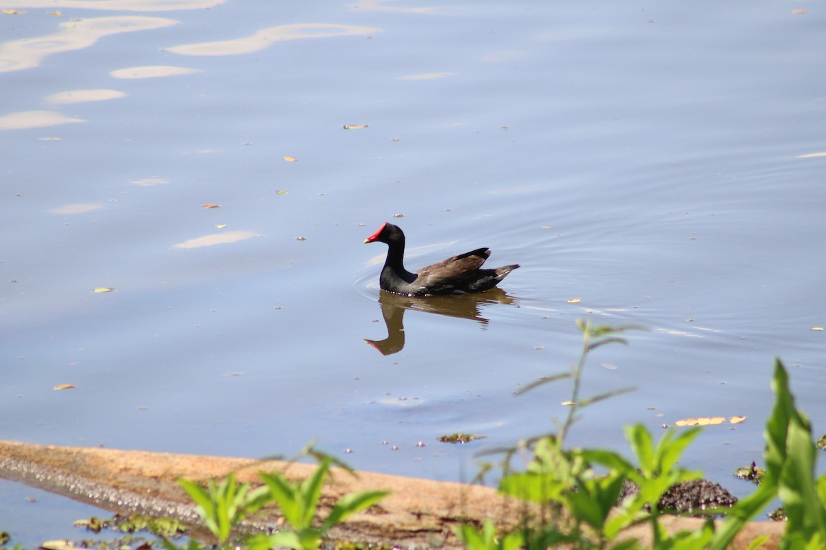 Common Gallinule - ML614800096