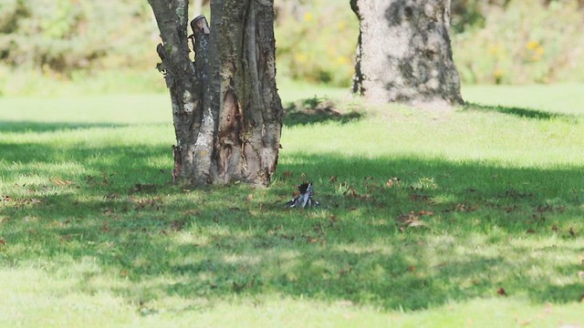 Yellow-bellied Sapsucker - ML614800108