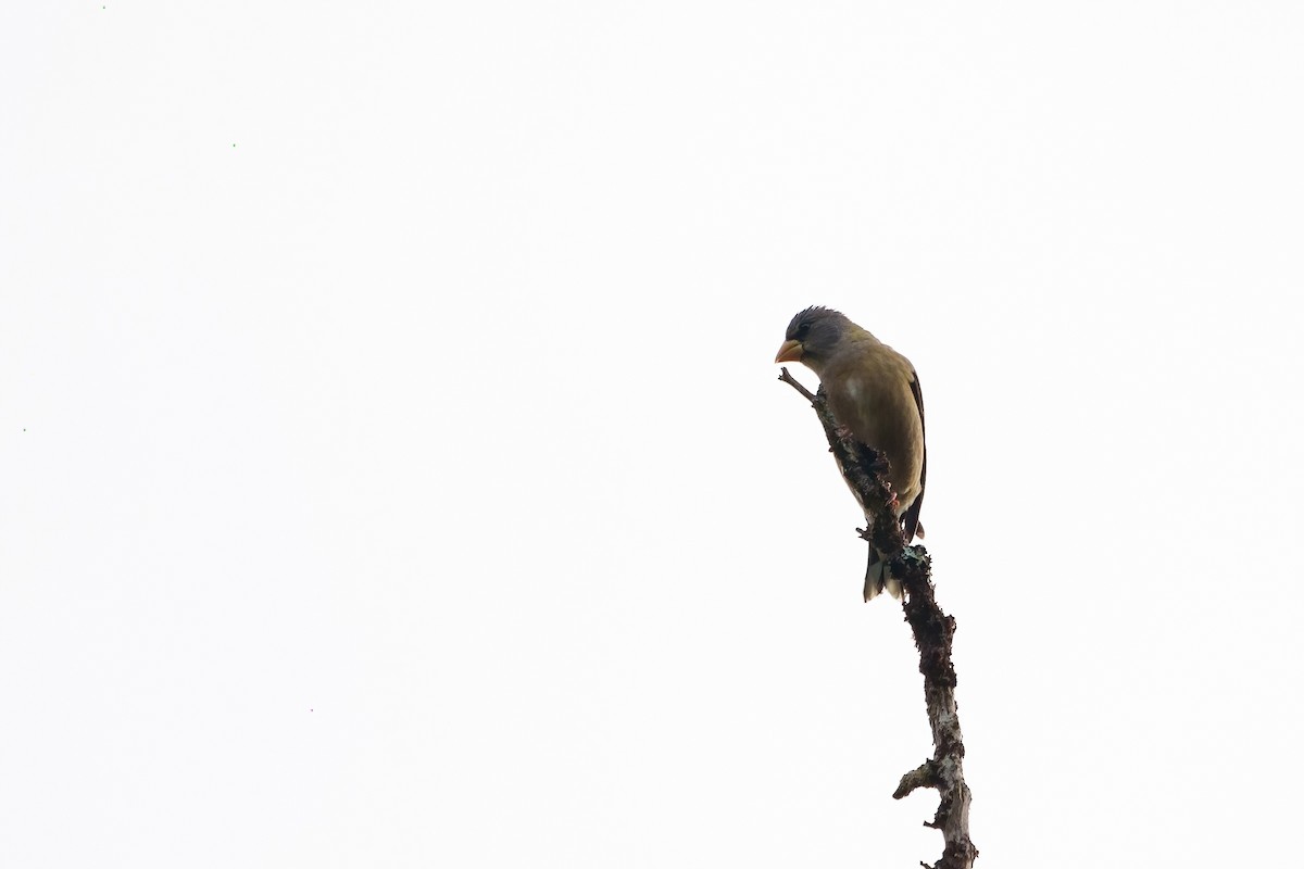 Evening Grosbeak - Sulli Gibson