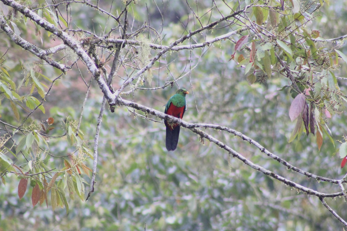 Golden-headed Quetzal - ML614800208