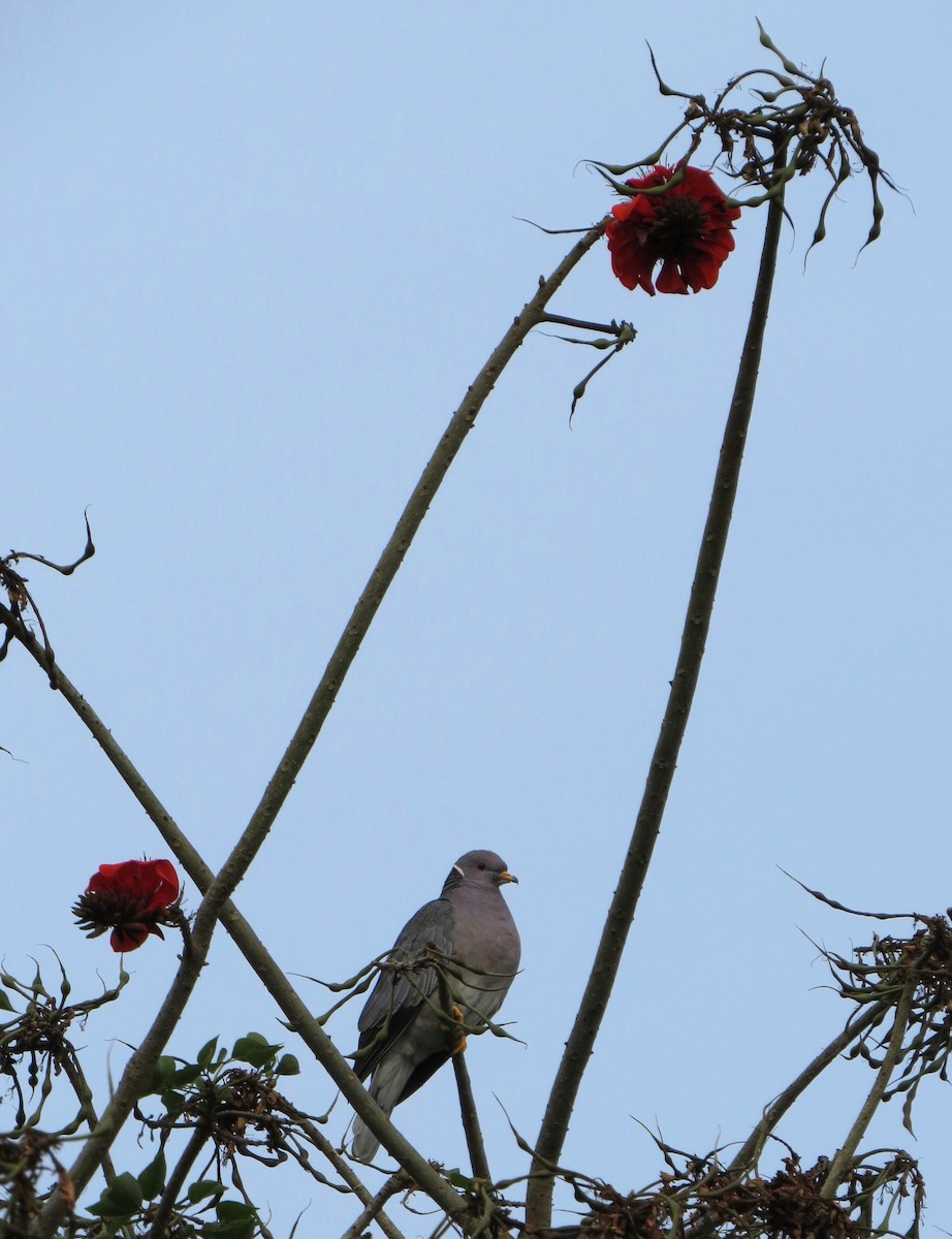 Band-tailed Pigeon - ML614800253