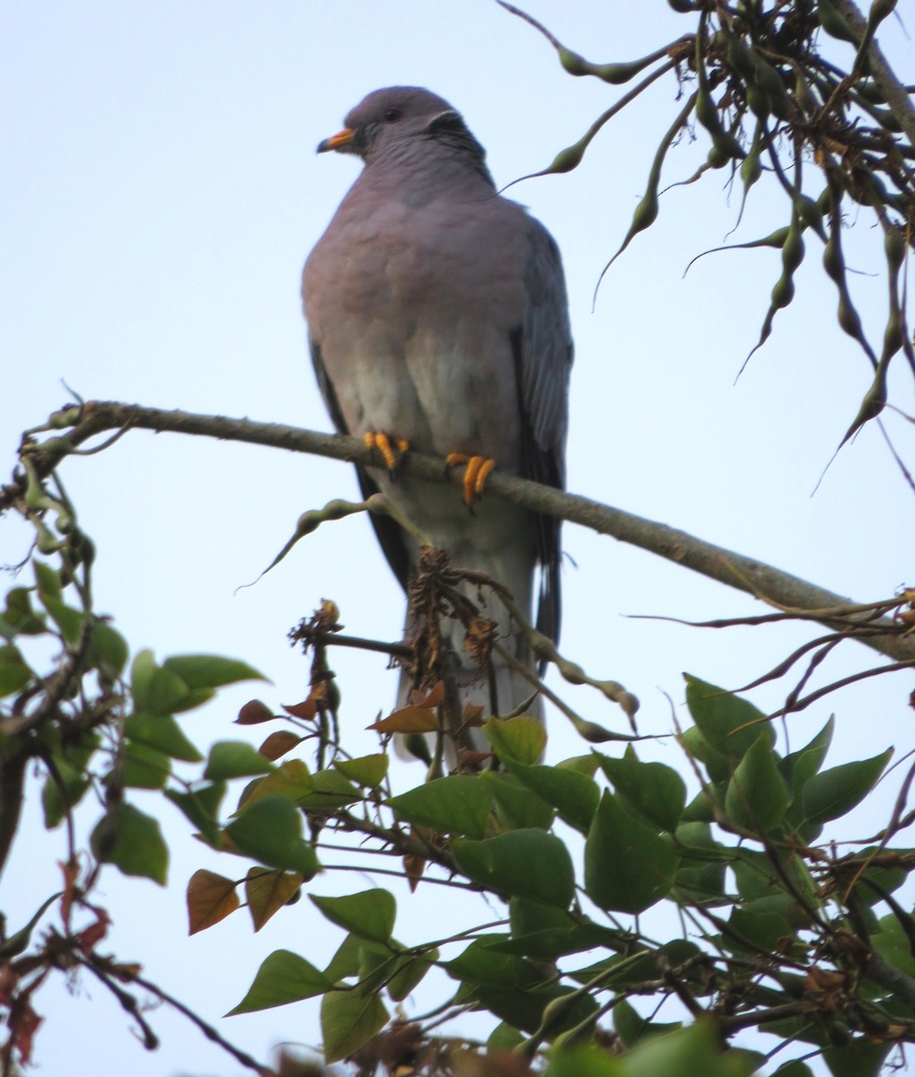 Band-tailed Pigeon - ML614800254