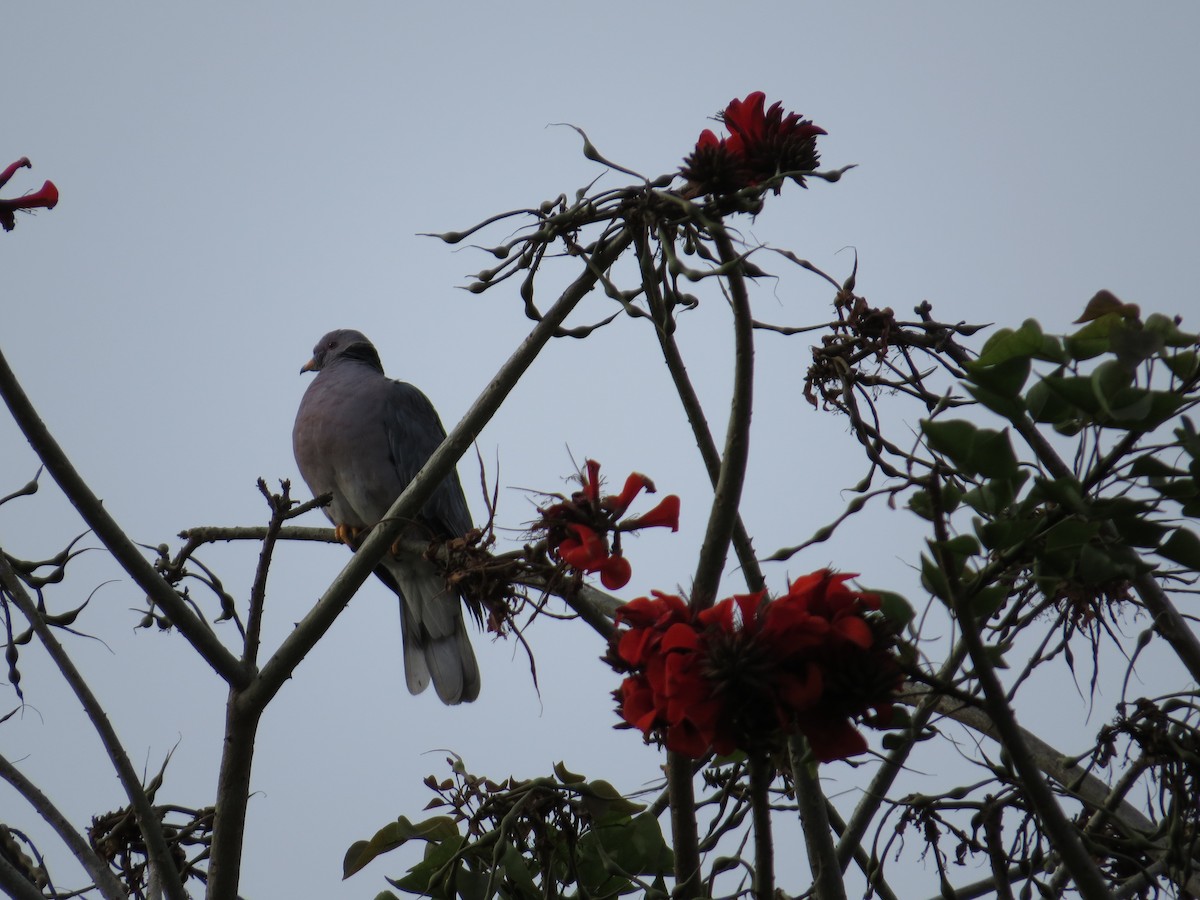 Band-tailed Pigeon - ML614800255