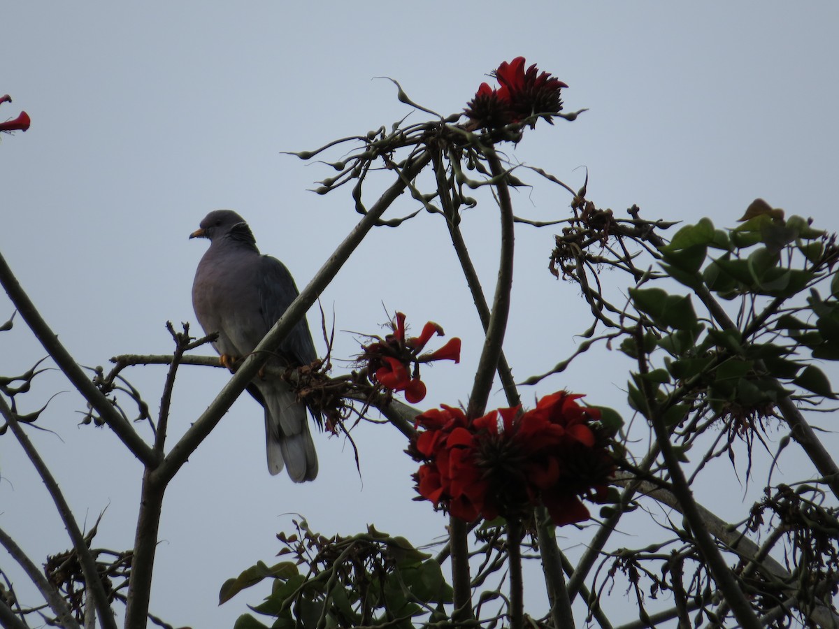 Band-tailed Pigeon - ML614800258