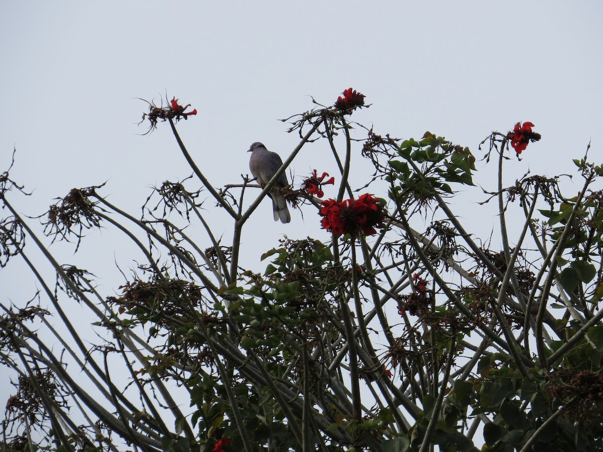 Band-tailed Pigeon - ML614800259