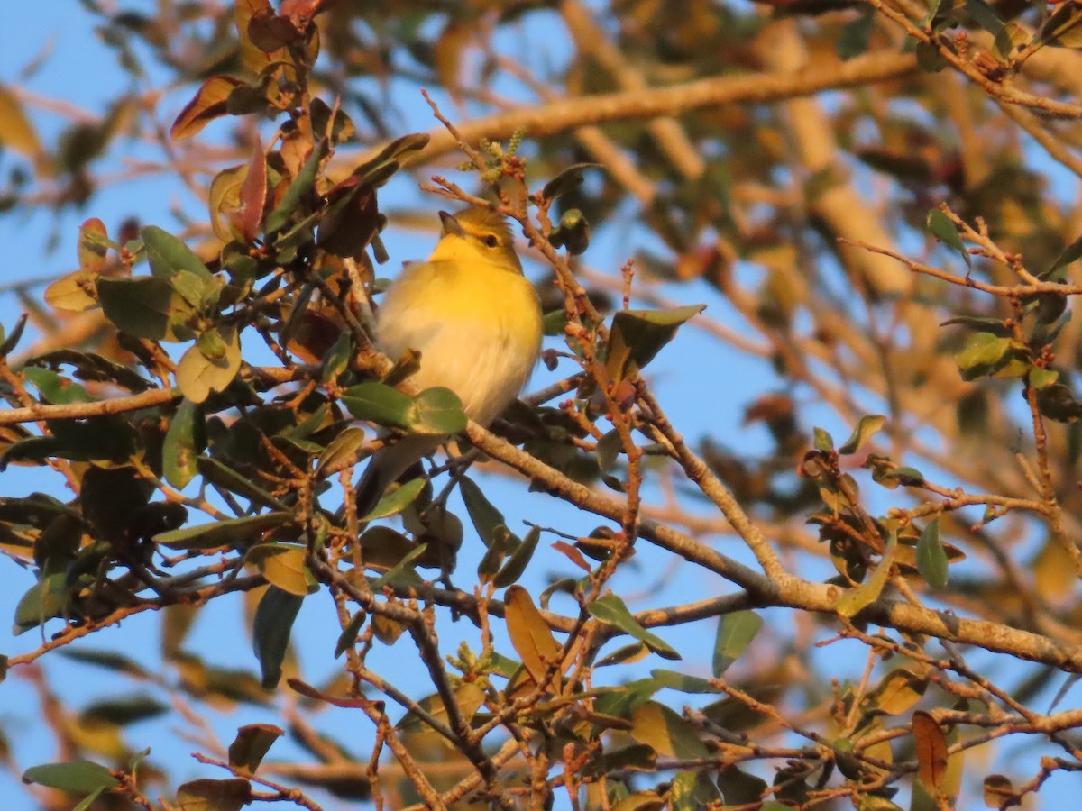 Sarı Gerdanlı Vireo - ML614800286