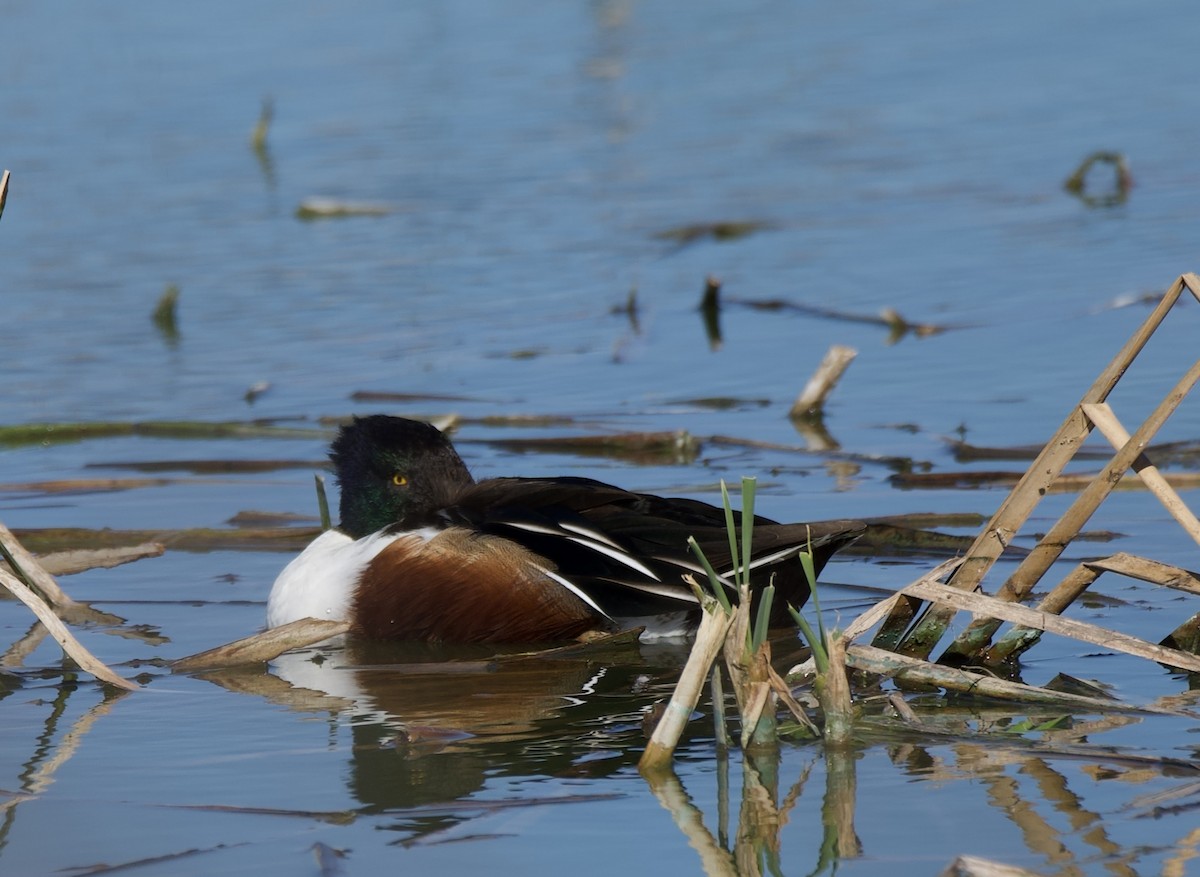 Northern Shoveler - ML614800303