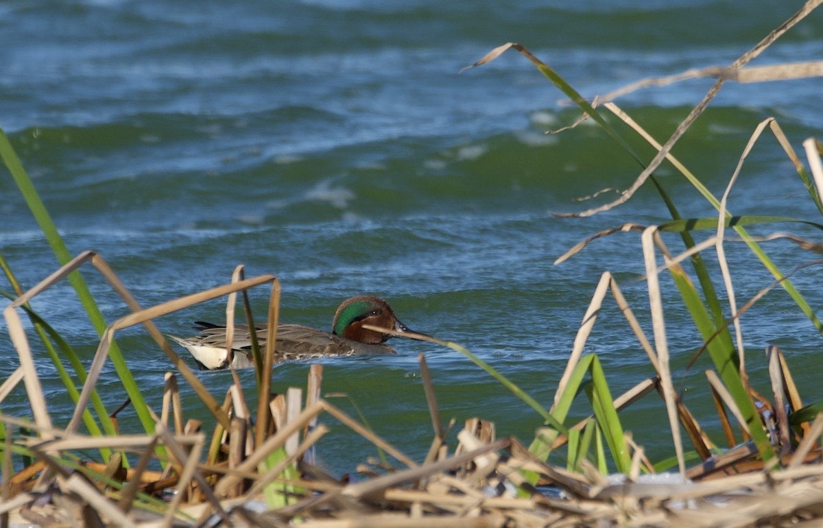 Green-winged Teal - ML614800311