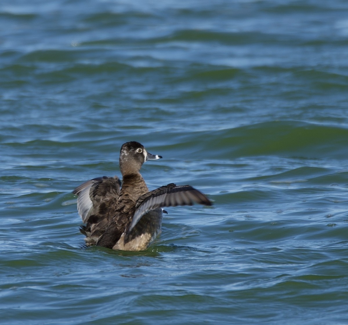 Ring-necked Duck - ML614800317