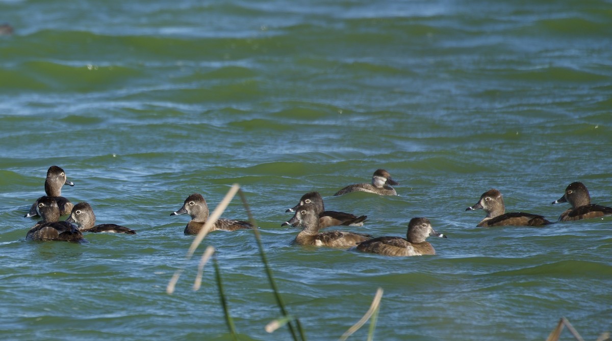 Ring-necked Duck - ML614800318