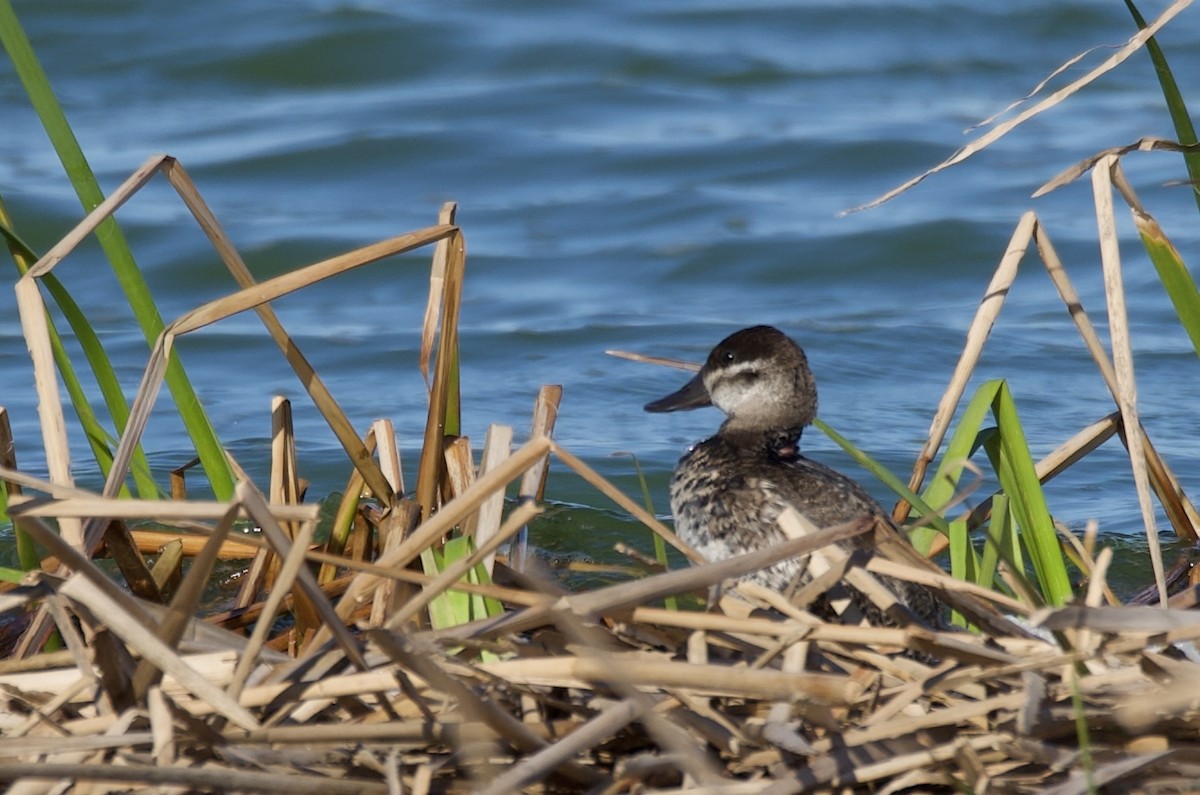 Ruddy Duck - ML614800326