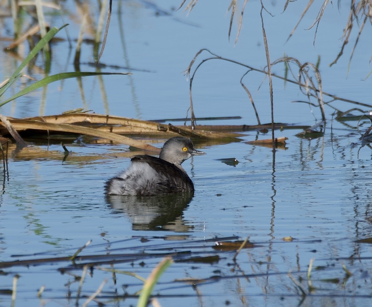 Least Grebe - ML614800337