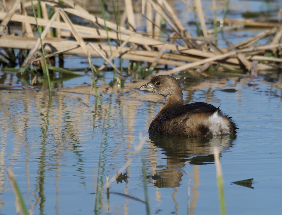 Pied-billed Grebe - ML614800346