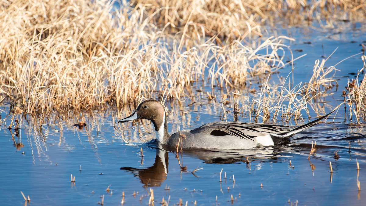 Northern Pintail - Sally  Palmer