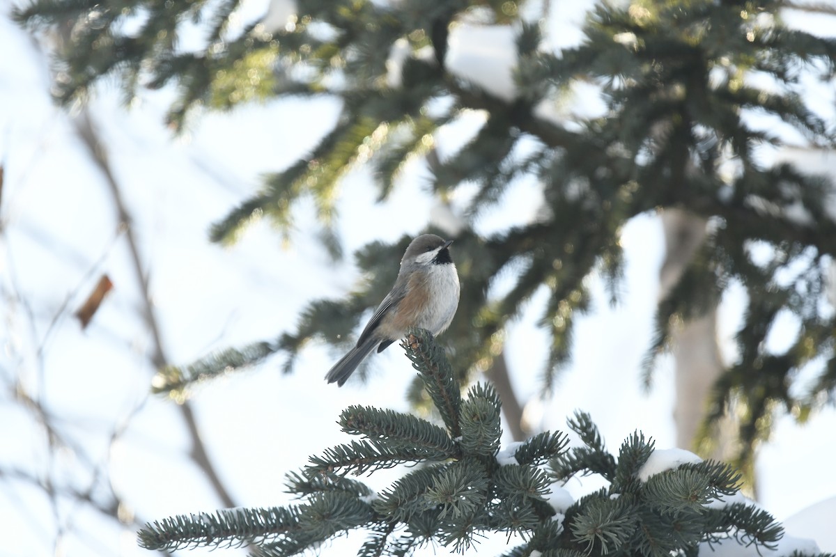 Boreal Chickadee - ML614800358