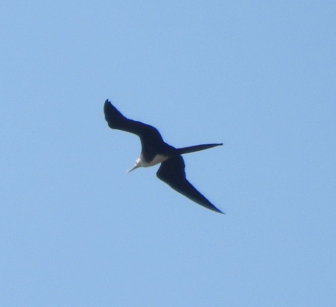 Magnificent Frigatebird - Eliana Čebuhar