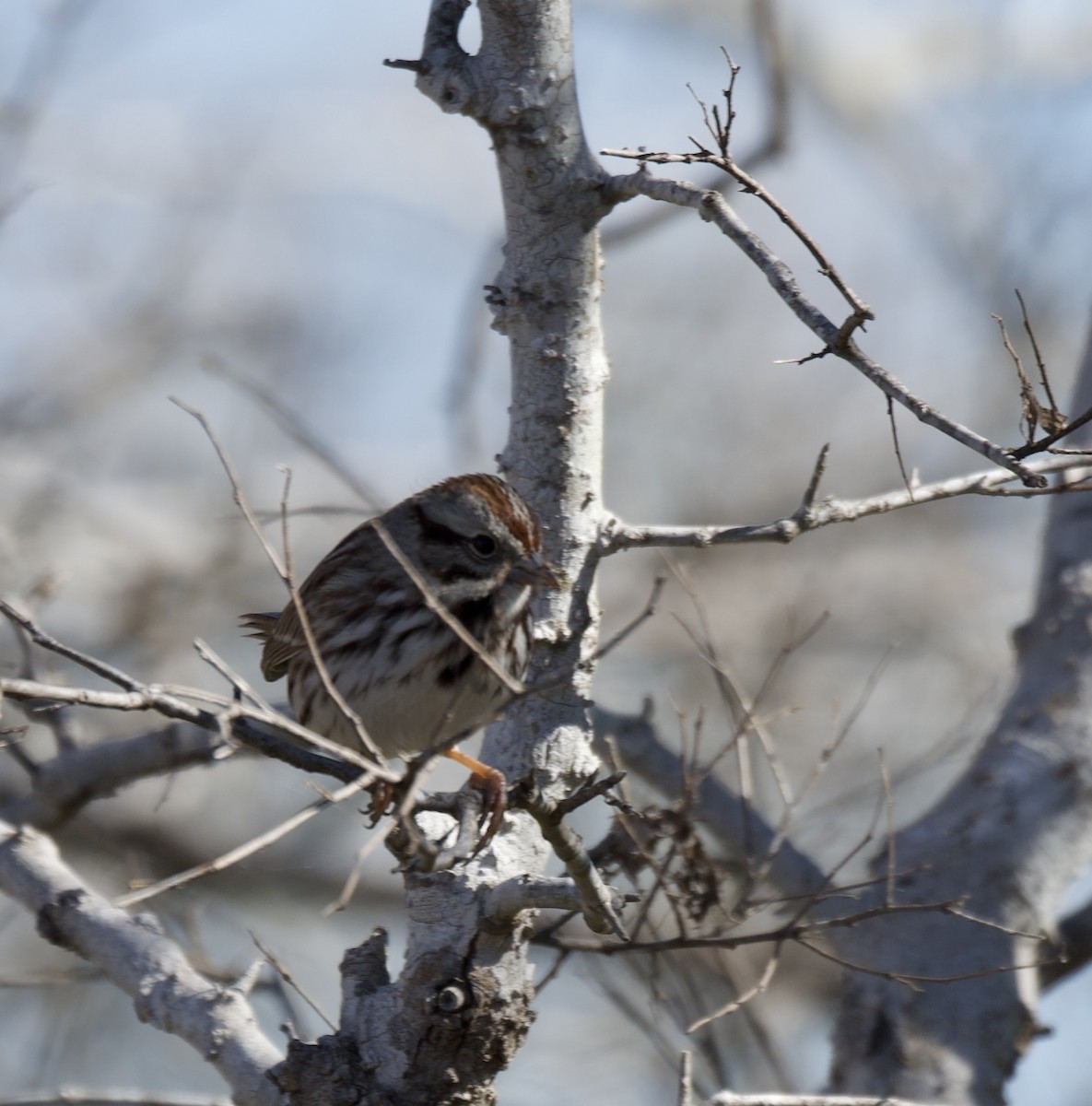 Song Sparrow - ML614800383