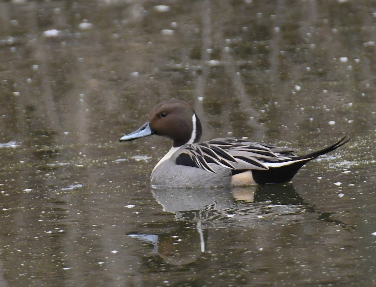 Northern Pintail - ML614800420