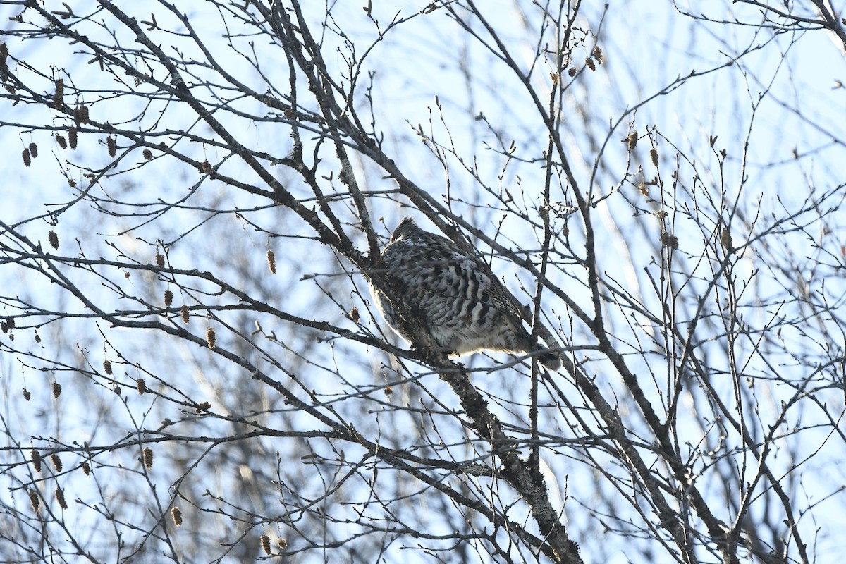 Ruffed Grouse - ML614800458