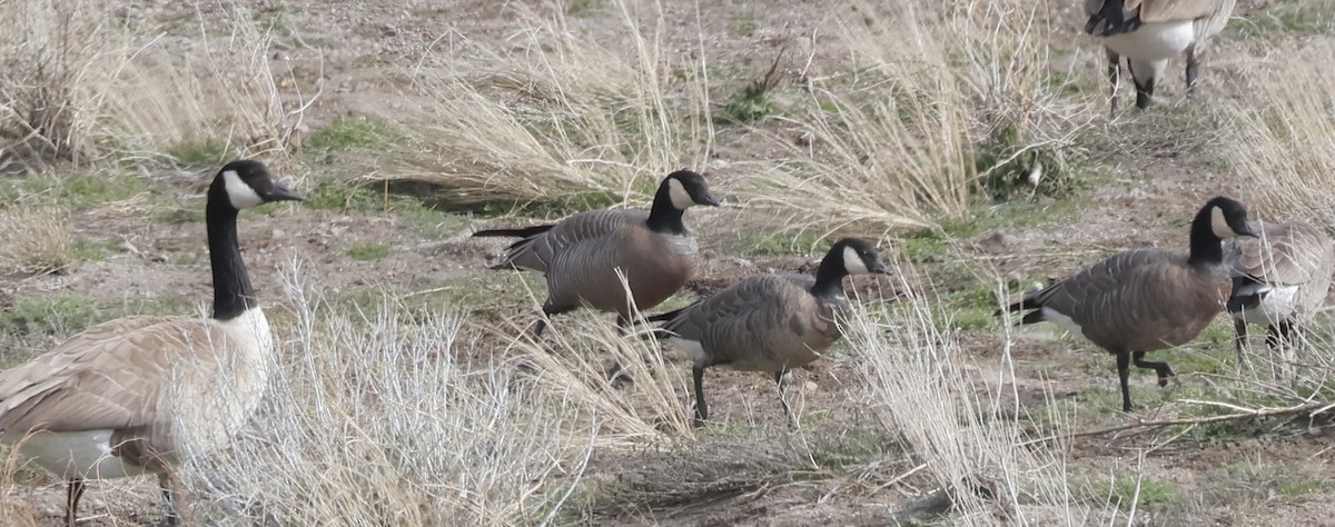 Cackling Goose - Gretchen Framel