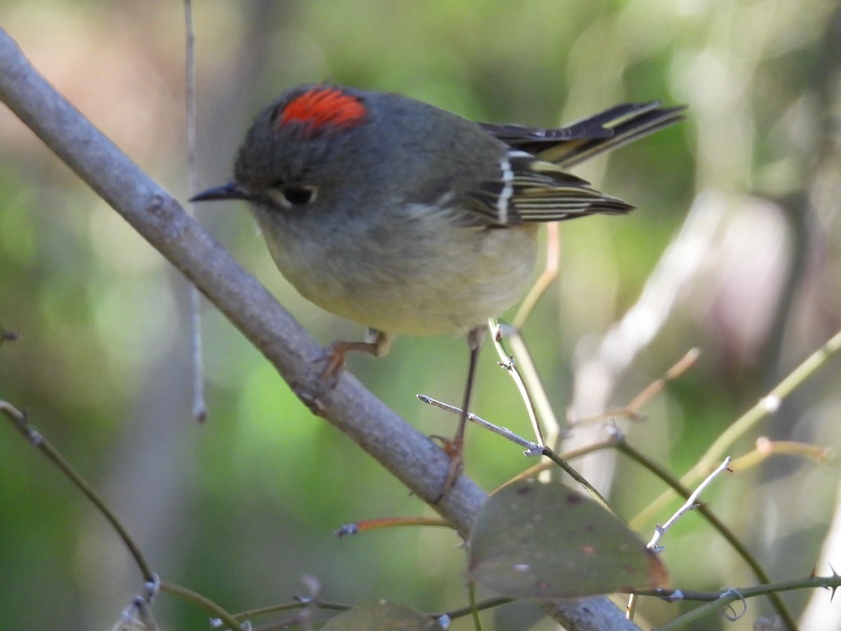 Ruby-crowned Kinglet - Linda Houser